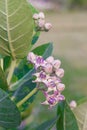 crown flower, giant Indian milkweed, gigantic, swallowwort Royalty Free Stock Photo