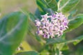 crown flower, giant Indian milkweed, gigantic, swallowwort Royalty Free Stock Photo