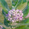 crown flower, giant Indian milkweed, gigantic, swallowwort Royalty Free Stock Photo