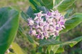 crown flower, giant Indian milkweed, gigantic, swallowwort Royalty Free Stock Photo