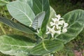 Crown Flower, Giant Indian Milkweed Royalty Free Stock Photo