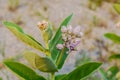 Crown Flower, Giant Indian Milkweed, Gigantic Swallowwort Royalty Free Stock Photo