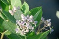 Crown flower with green leaf background