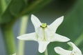 Crown flowers with macro close up backgrounds