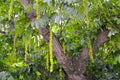 Crown fragment of ash lapina with green nozzles Pterocarya fraxinifolia