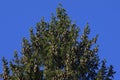 Crown of Norwegian spruce with many cones