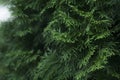 Crown of green thuja