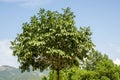 the crown of a green tree against a blue sky Royalty Free Stock Photo
