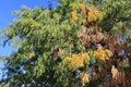Crown of Honey locust tree also known as Gleditsia triacanthos in Autumn Royalty Free Stock Photo