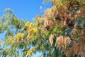 Crown of Honey locust tree also known as Gleditsia triacanthos in Autumn Royalty Free Stock Photo