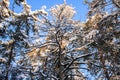 The crown of a huge dried pine against the blue winter sky Royalty Free Stock Photo