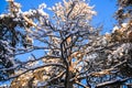 The crown of a huge dried pine against the blue winter sky Royalty Free Stock Photo