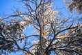 The crown of a huge dried pine against the blue winter sky Royalty Free Stock Photo