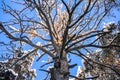 The crown of a huge dried pine against the blue winter sky Royalty Free Stock Photo