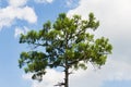 Crown of a huge pine tree against blue sky. Top of pine against the background of the sunny blue sky