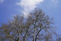 The crown of a huge plane tree in the spring sunshine