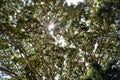 The crown of a huge tropical tree.