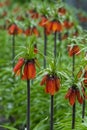 Crown imperial flower - Fritillaria imperialis or Kaiser\'s crown, \