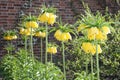 Crown Imperial Flowers