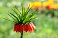 Crown imperial flowers Fritillaria imperialis Royalty Free Stock Photo