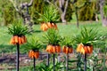 Crown imperial flowers Fritillaria imperialis Royalty Free Stock Photo