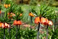 Crown imperial flowers Fritillaria imperialis Royalty Free Stock Photo