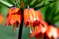 Crown imperial flowers Fritillaria imperialis Royalty Free Stock Photo