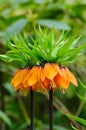 Crown imperial (fritillaria) flower