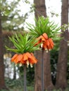 Crown imperial (fritillaria imperialis)
