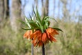 Crown imperial Fritillaria imperialis Aurora, orange flowers Royalty Free Stock Photo