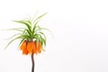 Crown imperial on a white background Royalty Free Stock Photo