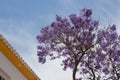 Jacaranda tree, Portugal Royalty Free Stock Photo