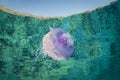 Crown jelly fish swims in clear water and has refection on seurface Royalty Free Stock Photo