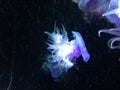 Crown jellyfish