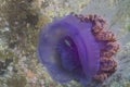 Crown jellyfish (Cephea cephea)