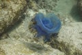 Crown jellyfish (Cephea cephea)