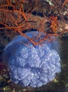 Crown Jellyfish Floats by Wreck - Fiji