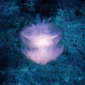 Crown Jellyfish Glowing White in Blue Ocean Water