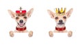 Crown king dog