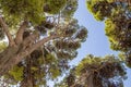 Crown of a large old tree against the sky. European stone pine or Pinus pinea. Mlini. Croatia.