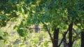 Crown of linden tree in spring at sunset. Leaves stir in wind.