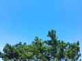 Crown of lush green pine tree with long needles on a background of blue sky Royalty Free Stock Photo