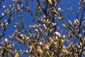 The crown of a magnolia that is just opening its buds against a blue sky in spring at Easter Royalty Free Stock Photo