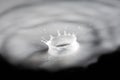 Crown of milk drops. Macro shot of milk splash on black Royalty Free Stock Photo