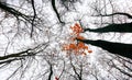 Golden maple tree alley in Moscow park in nasty autumn Royalty Free Stock Photo