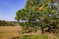 Crown oak on a hill Royalty Free Stock Photo