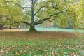Crown of an old tree. Beautiful autumn park. Autumn trees and leaves. Autumn Landscape. panorama of a stunning forest scenery