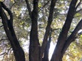 Crown of an old tree on sunny day in the park Royalty Free Stock Photo