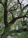 The crown of an old willow tree, close up, against thecloudy sky Royalty Free Stock Photo