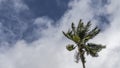 The crown of a palm tree against a background of blue sky and clouds. Royalty Free Stock Photo